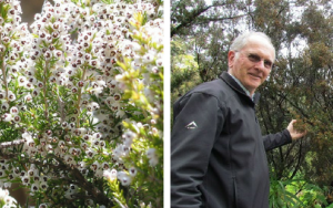 One Erica species colonised the Cape 10 to 15 million years ago