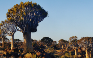 Paleo-klimaatsimulasies van Namibië se kokerboompopulasies dui op beduidende verandering in verspreiding oor 22 000 jr