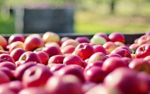 PhD study explores impact of drought on apple and wheat farmers in the Western Cape