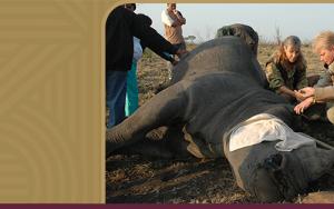 Pionierstudie van TB in renosters steun Kruger-wildtuin se bewaringspogings