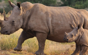 Privaat, gemeenskaplike grondeienaars benodig meer ondersteuning om renosters te beskerm