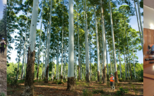 Prof Dave Drew attends workshop contributing to new grandis project