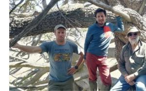 Prof Jonathan Barichivich collaborating with DFWS to understand plight of endangered Clanwilliam cedars