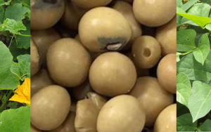 Promoting indigenous foods could improve food security in Southern Africa