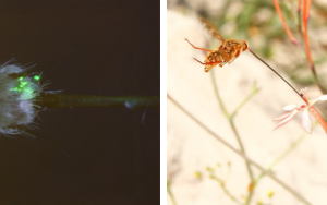 Quantum dots used to capture act of speciation