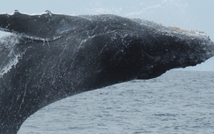 Research dives deep to understand climate impacts on whales