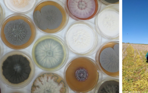 Researchers to uncover intricacies of life in the ‘rhizosphere’