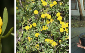 Science student rediscovers long-lost species