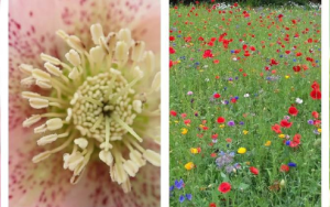 Scientists identify 100 important questions facing plant science