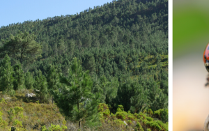 Scientists warn of increasing threats posed by invasive alien species
