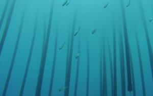 Shark Safe Barrier™ tested at popular beach resort on La Réunion Island