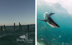 Sharksafe Barrier™ to compete in Innovation Summit’s pitching den