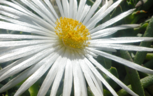 Shocking rate of plant extinctions in South Africa