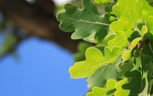 ​Social Impact Symposium 2022 - Universities are about more than just teaching and learning