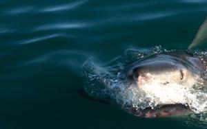 South Africa’s great white sharks heading for extinction