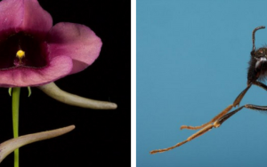 South Africa’s long-legged bees adapted to pollinate snapdragon flowers