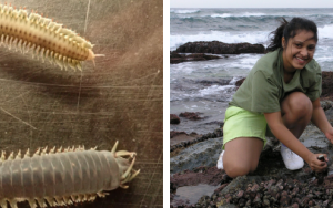 South Africa’s mussel worm is indigenous and has been around for millions of years