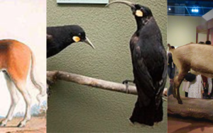 Spotlight falls on restoration of extinct species in Stellenbosch Forum lecture