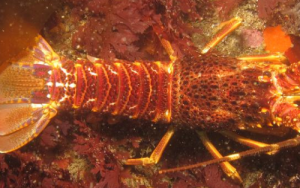 Study proves West Coast crayfish can develop a taste for invasive mussels