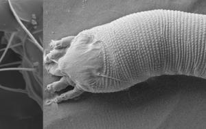 Study sheds new light on grapevine mites, their management