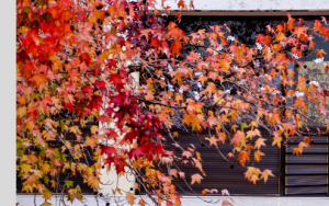 SU helping Africa shape the future of higher education