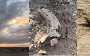 SU's fossil expert returns with great news from expedition in Mongolia