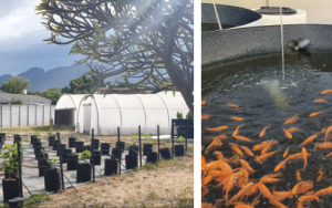 SUWI researchers working with small-scale farmers to co-create value-adding technologies