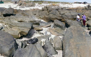 Teaching and Field excursions