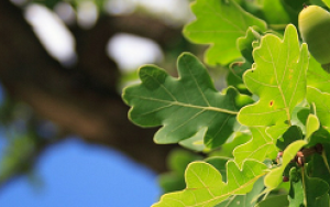 Uitkoms van SDK-verhoor: volledige bevinding