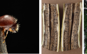 Unmitigated economic impact of polyphagous shot hole borer estimated at R275 billion