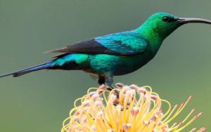 US bring biodiversiteit en die gemeenskap bymekaar