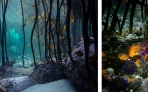 US en Sea Change Project snoer kragte saam om mariene biodiversiteit in Suid-Afrikaanse seewierwoude te dokumenteer