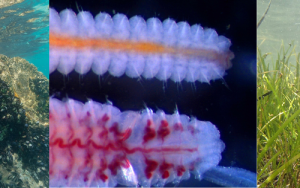 Wêreldoseanedag: Interessante feite oor uitheemse spesies, wurms en seegras in ons oseane