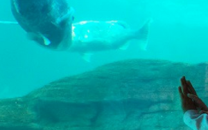 What do we know about mommy sharks and their babies?