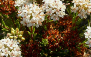 What does it take to rescue a threatened habitat or to retrieve a threatened species from the brink of extinct