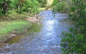 Why tree diversity in the tropic matters