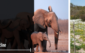 WWF-verslag: twee-derde afname in wildlewe populasies sedert 1970