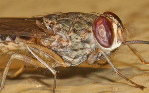 Zambezi Valley may soon be too hot for tsetse flies