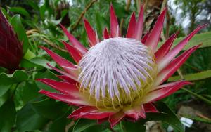 Vriende van die Botaniese Tuin