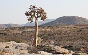 Adaptive capacity of plants in drylands and deserts is “globally exceptional”