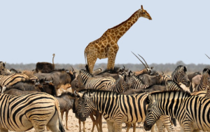 Business-driven approach can boost wildlife conservation