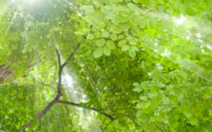 Celebrating the fascinating world of plants