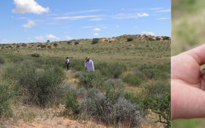 Climate warming puts desert lizards in a “cost-of-living” squeeze