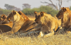 Counting of lions in Kruger National Park vital for conservation