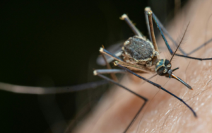 Cutting off parasite’s energy supply could help fight malaria