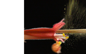 Explosive pollen wars: plants fight for pollen-space on pollinators