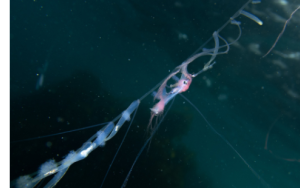 First-ever sighting of rare siphonophore in False Bay, South Africa