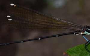 Global experts rally for stronger dragonfly conservation action