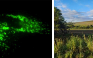 Maties lecturer tackling up-hill Comrades for students in need AND healthy brain cells