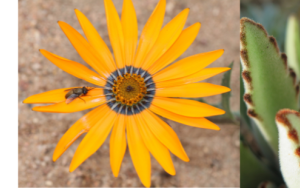 Mikroskuilings belangrik vir oorlewing van insekte